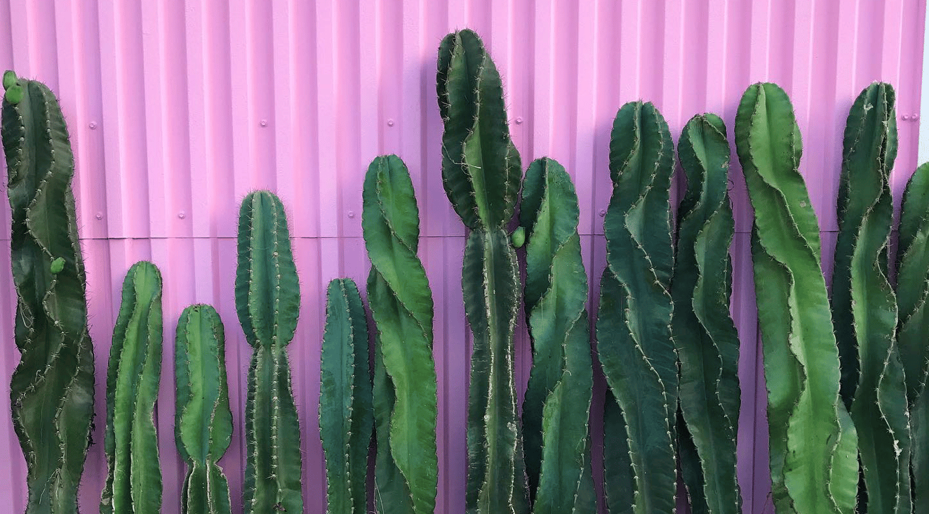 Cacti on display against a purple/pink background.
