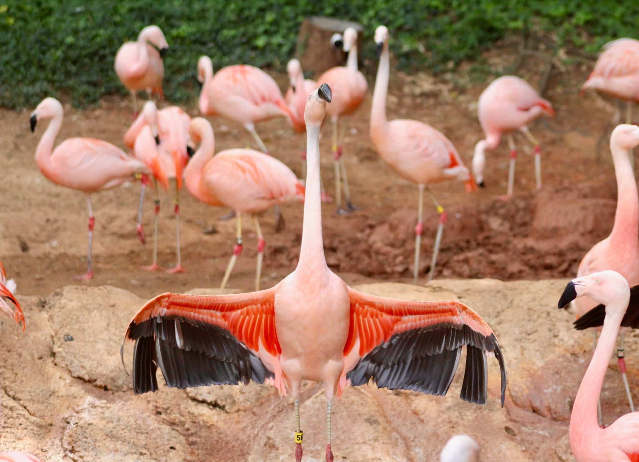 Chilean flamingos at Zoo Atlanta with one flamingo in the center of the image spreading its wings.