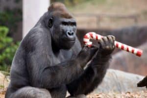Gorilla playing with holiday toys at family-favorite Zoo Atlanta