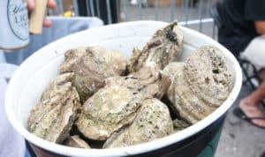 Raw oysters at Steamhouse Lounge Annual Oysterfest
