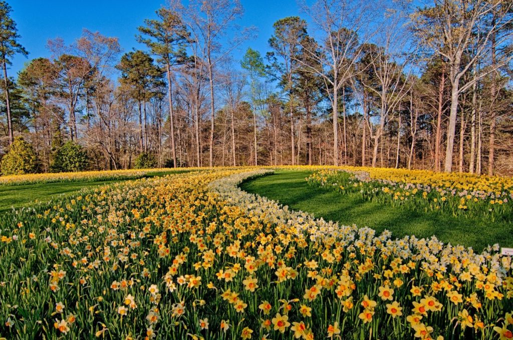 The largest daffodil display in the U.S. at Gibbs Gardens in Georgia