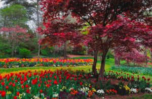 Gibbs Gardens' tulips display during their springtime flower festival