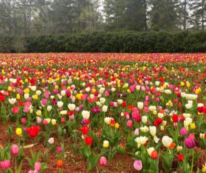 Spring Flower Fest tulip field at Callaway Gardens